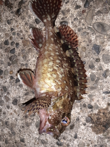 カサゴの釣果