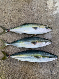 ワラサの釣果