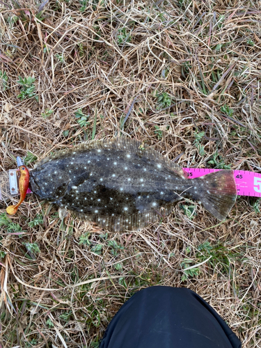 ヒラメの釣果