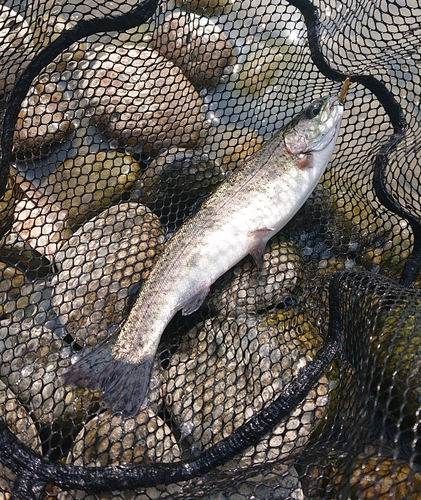 ニジマスの釣果