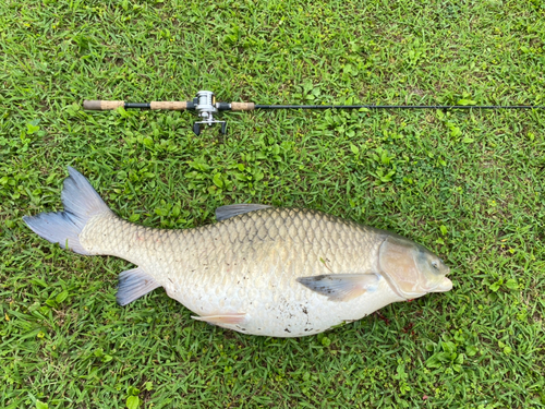 ソウギョの釣果