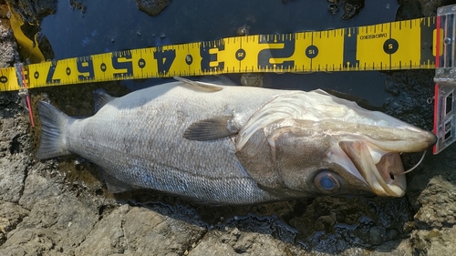 ヒラスズキの釣果