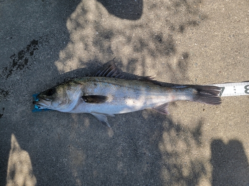 スズキの釣果