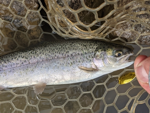 ニジマスの釣果