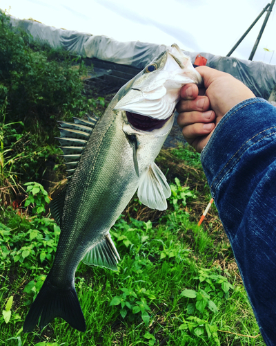 セイゴ（マルスズキ）の釣果