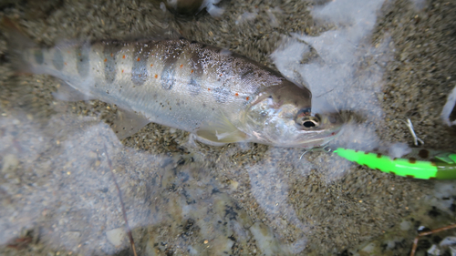 アマゴの釣果