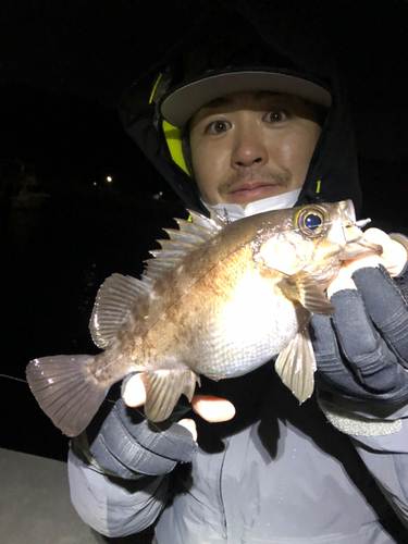 シロメバルの釣果