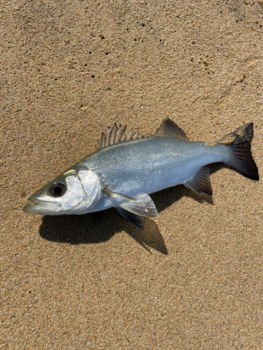 セイゴ（ヒラスズキ）の釣果