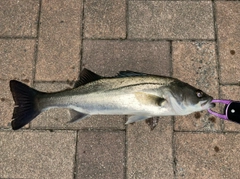 セイゴ（マルスズキ）の釣果