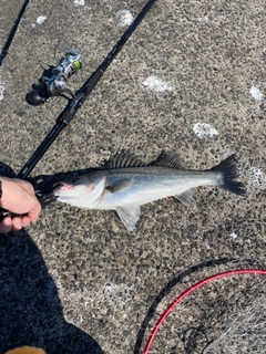 スズキの釣果