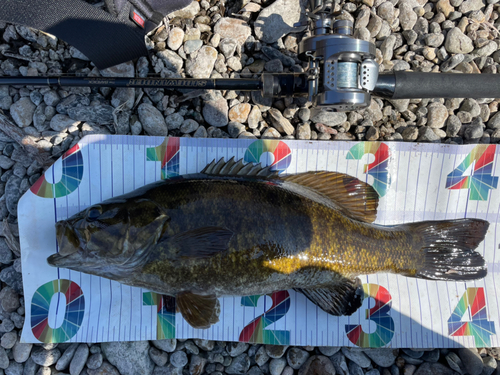 スモールマウスバスの釣果