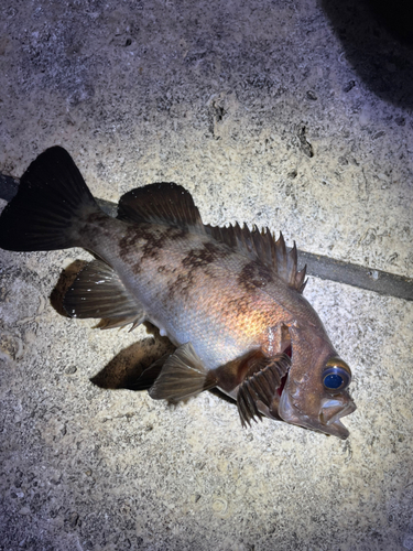 シロメバルの釣果