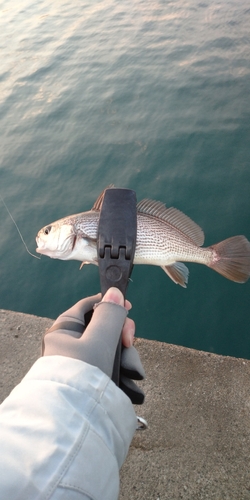 イシモチの釣果