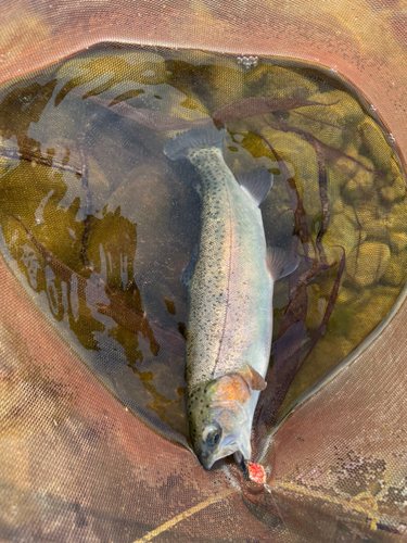 ニジマスの釣果