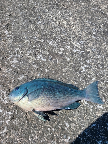 メジナの釣果