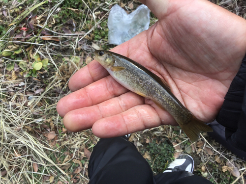 アブラハヤの釣果