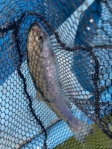 ニジマスの釣果