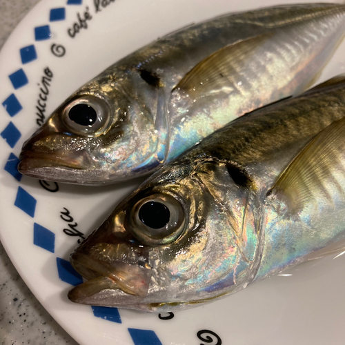 マアジの釣果