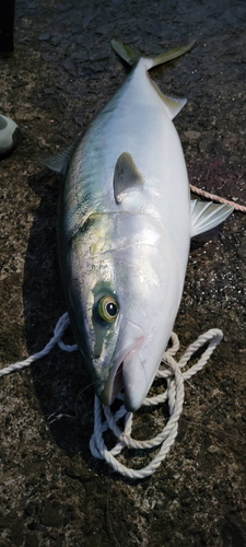 ワラサの釣果