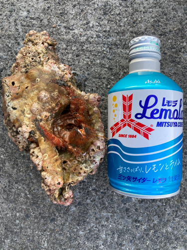 カニの釣果