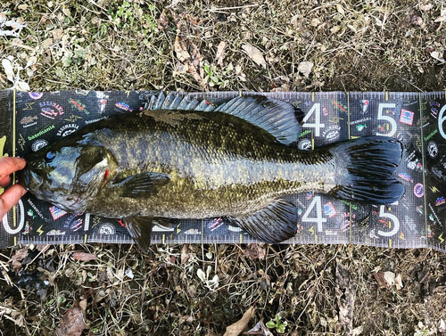 スモールマウスバスの釣果