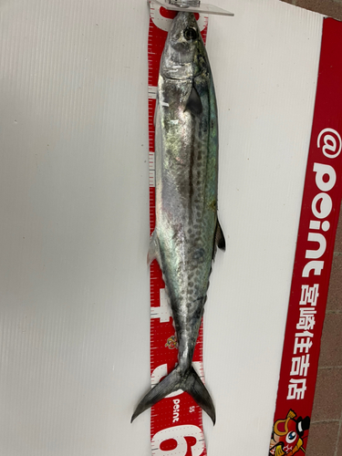 サゴシの釣果