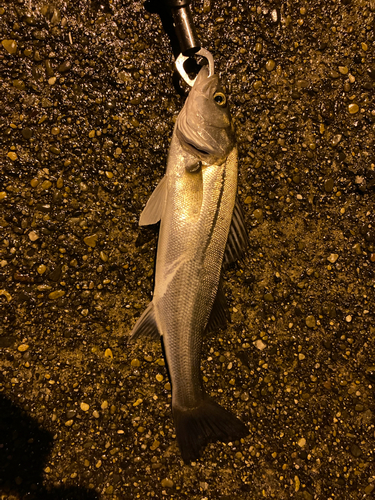 フッコ（マルスズキ）の釣果