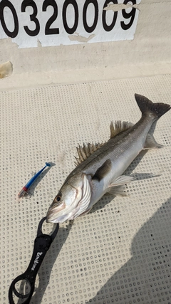 シーバスの釣果