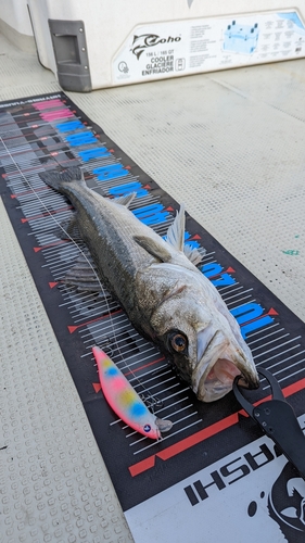 シーバスの釣果