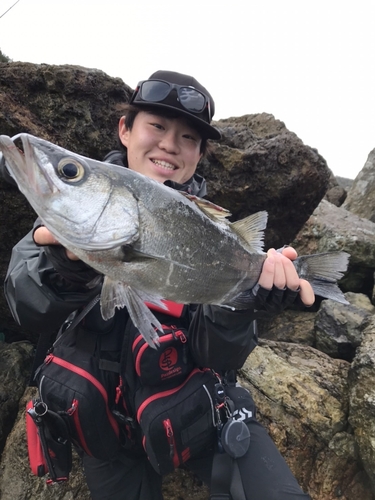 ヒラスズキの釣果