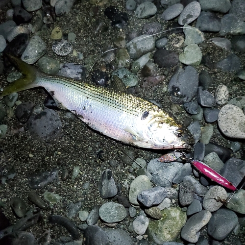 コノシロの釣果