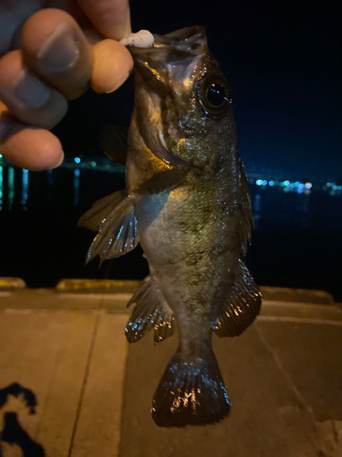 メバルの釣果