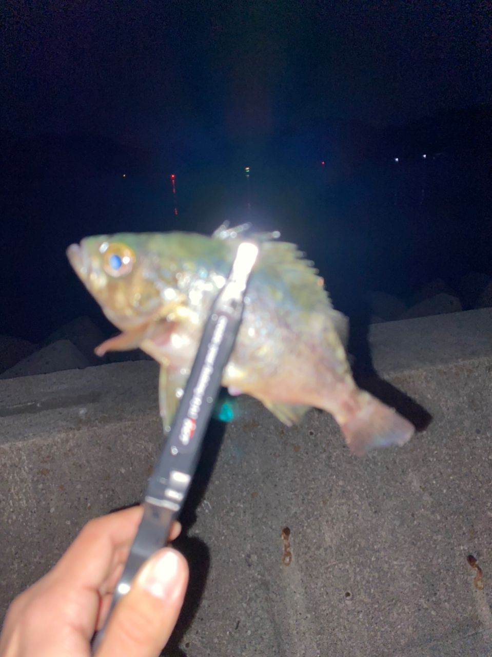 メバル