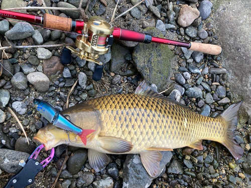 コイの釣果