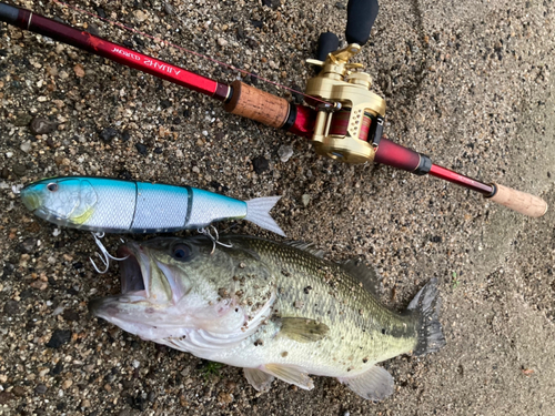 ブラックバスの釣果