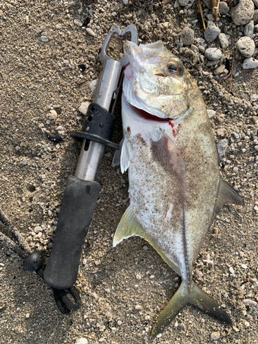 シマアジの釣果