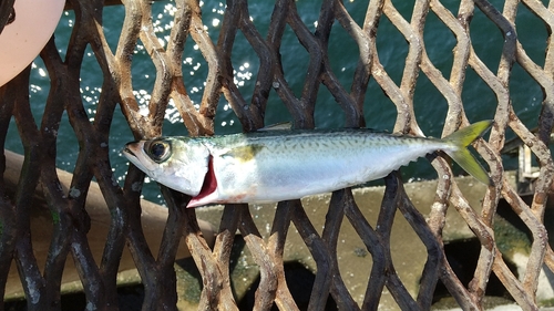 マサバの釣果