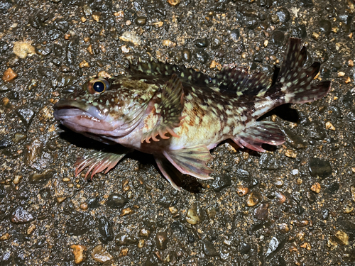 カサゴの釣果