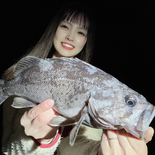 クロソイの釣果