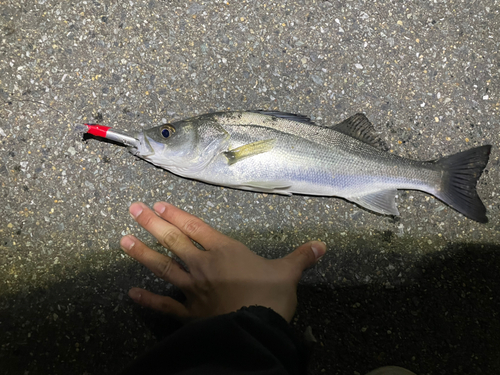 セイゴ（マルスズキ）の釣果