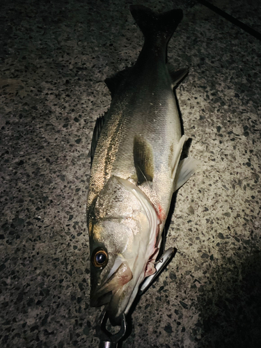 スズキの釣果