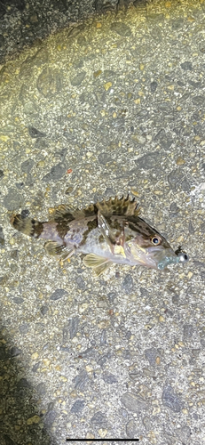 タケノコメバルの釣果