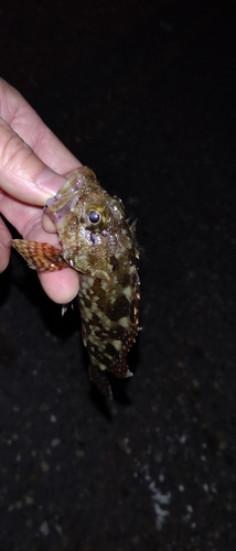 カサゴの釣果