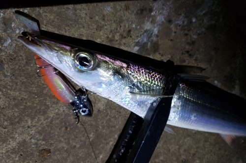 カマスの釣果