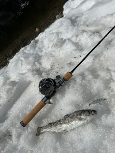 アマゴの釣果