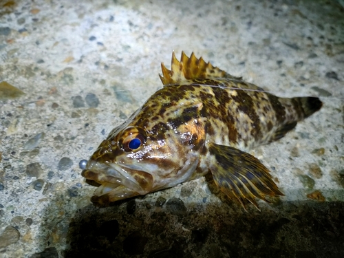 タケノコメバルの釣果