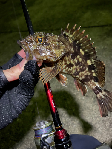 ガシラの釣果