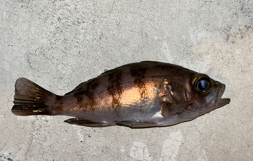 メバルの釣果