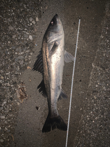 シーバスの釣果