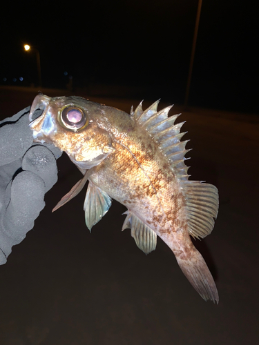 メバルの釣果